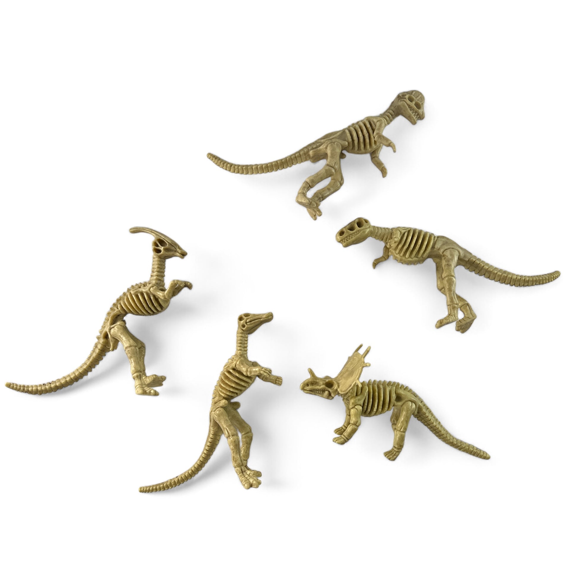 Dinosaur Fossil Models